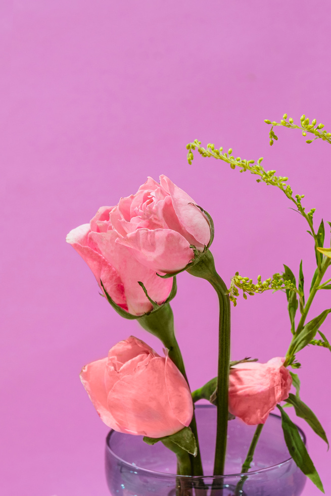 Pink Roses in Glass Vase